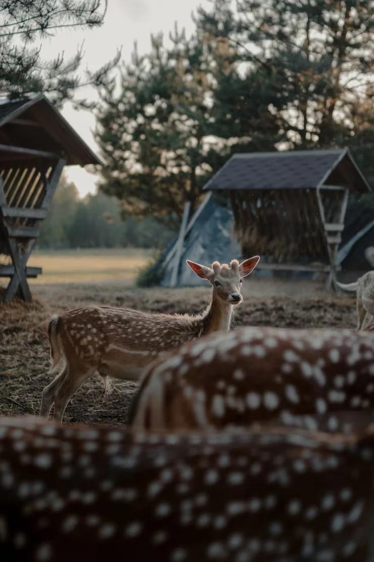 Animal Crossing: New Horizons​