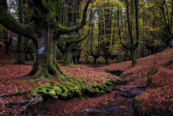 The Forest